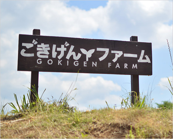 ごきげん野菜セット つくば市の空と大地の恵たっぷり