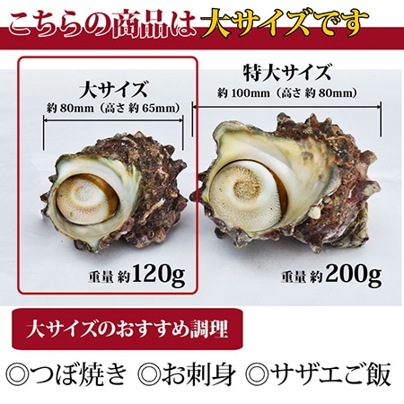 長崎産天然サザエ(大)1.1kg