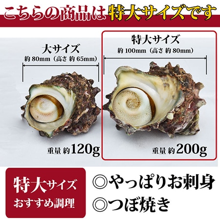 長崎産天然サザエ(特大)1.2kg