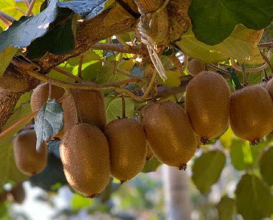 【予約】グリーンキウイフルーツ 5玉 化粧箱小箱 化粧袋付き 【青山キウイフルーツ農園】