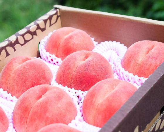 【予約】山形県産 硬い白桃 秀品 約3kg ※出荷時期:9月10日~10月上旬