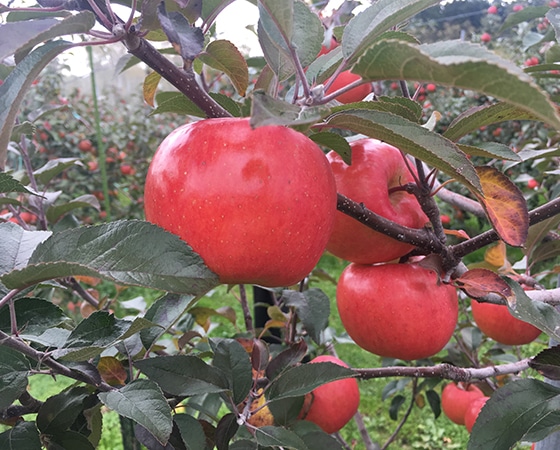 【予約】激レアりんご こみつ 2kg 秀 産地化粧箱 お届け期間:12月上旬~1月中旬