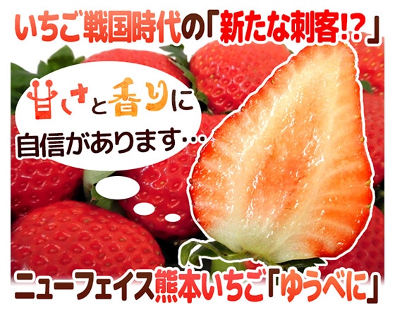 【送料無料】熊本県 ”ゆうべにいちご(熊紅いちご)” 秀品 2パック入り(1パック 7~13粒 約250g)×《1箱》【予約 11月下旬以降】