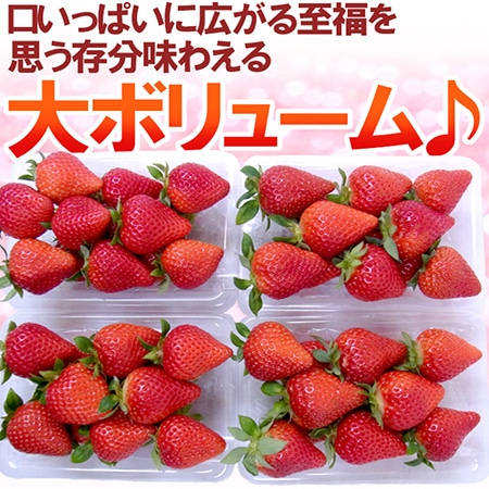 徳島県勝占産 ”夢いちご” 2Lor3Lor大粒○ 約250g×4pc【予約 12月~4月】