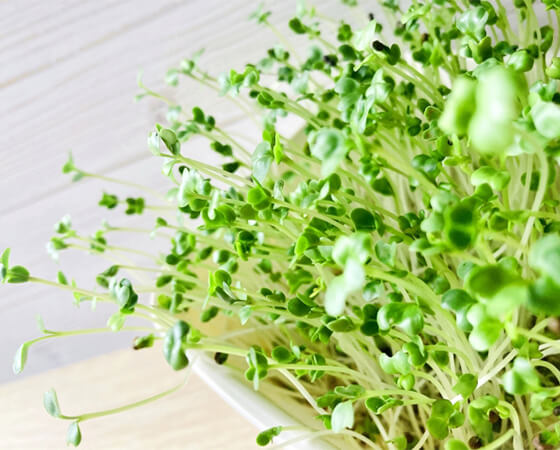 【おうちで育てる】スプラウトのオーガニック種子セット パクチーの入った3種セット