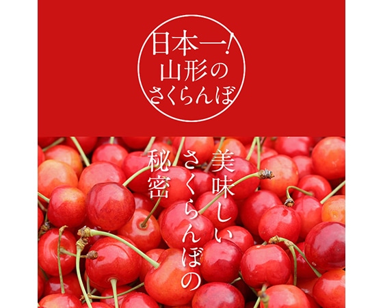 【予約販売】ハウスさくらんぼ『佐藤錦』(秀品・M玉)フードパック 200g×2 a16 ※出荷時期4月下旬~5月上旬