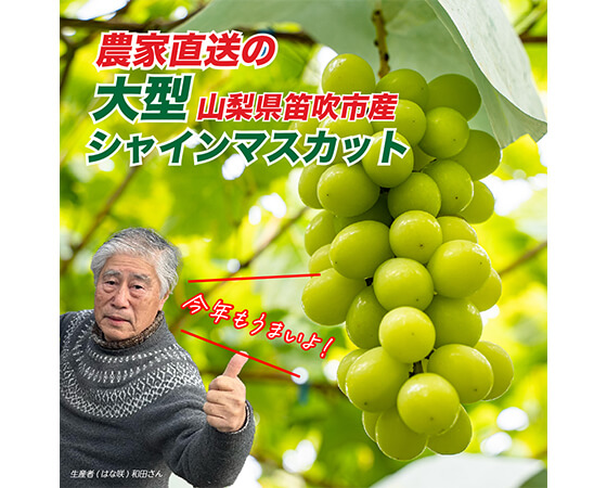 【予約】山梨県笛吹市産!シャインマスカット 500g~700g×2房