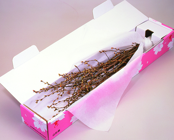 【予約】みちのく初桜(山形県・青森県) 約80㎝×7本 お届け期間:12月下旬