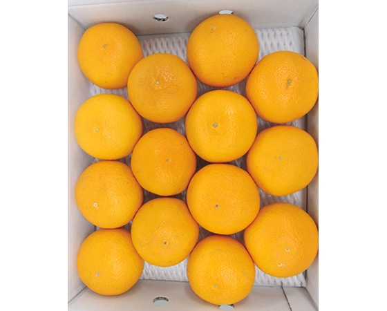 【予約】木熟清見オレンジ(和歌山県) 3Kg(12~19玉) お届け期間:3月中旬~下旬