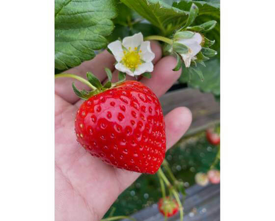 【予約】さぬきひめ 750g(24~36個) いちご ※出荷時期:1月中旬~1月下旬