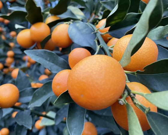 【予約】完熟きんかん「たまたま」1kg ※出荷時期:1月下旬~2月中旬