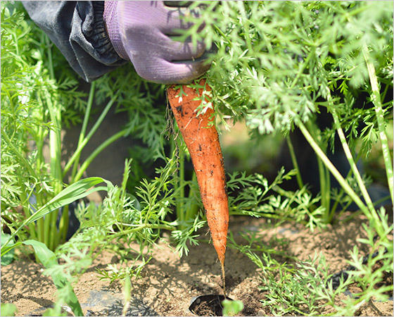 ごきげん野菜セット つくば市の空と大地の恵たっぷり