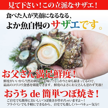 長崎産天然サザエ(特大)1.2kg