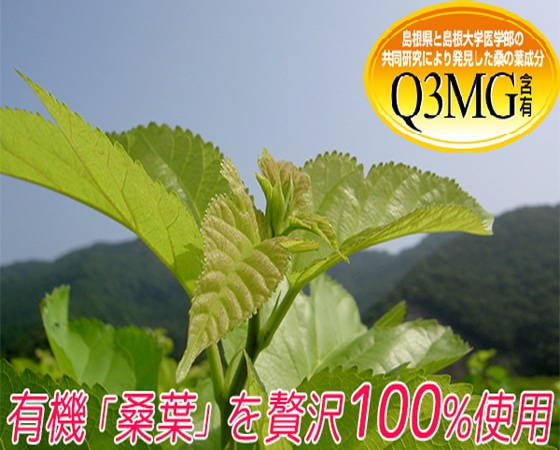 生桑茶粉末(島根県桜江町産の有機桑使用)茶の雫90g 2個同時購入で45gを1個無料プレゼント