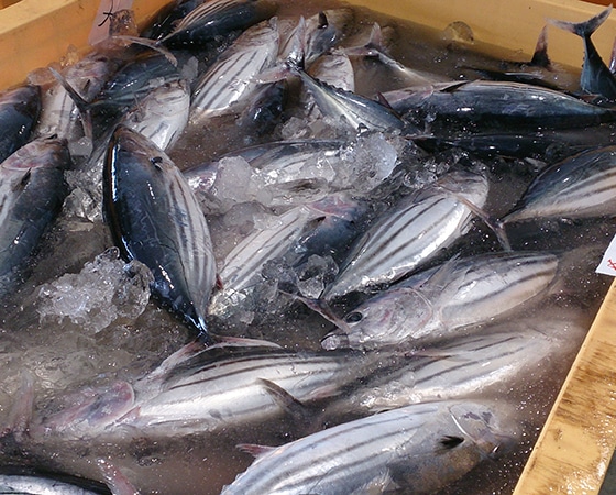 築地直送 三陸産カツオのたたきセット