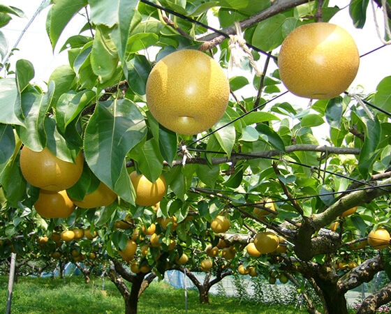 【予約】市場厳選 季節の梨 豊水梨 約5kg(14~15玉) 出荷時期:9月中旬~