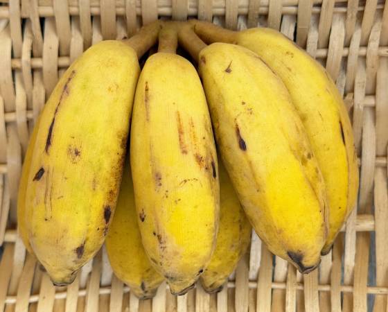 沖縄県産 アップルバナナ 1kg(8本前後)
