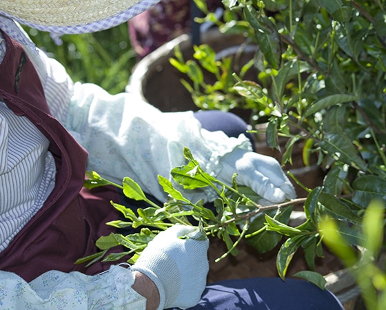 ほうじ茶、抹茶入り深蒸し茶のセット