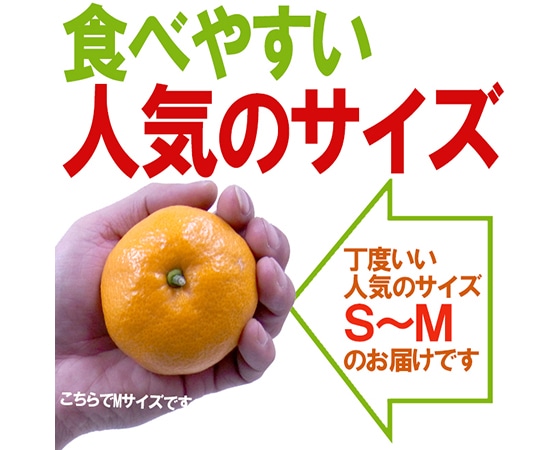【送料無料】和歌山みかん 訳あり S~Mサイズ 約10kg【予約 11月末以降】