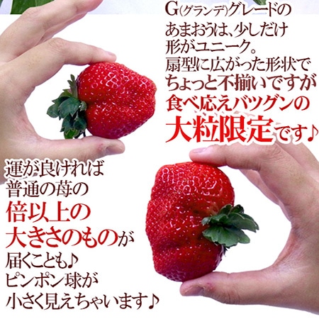 福岡産 博多 ”あまおういちご” 等級G(グランデ) 1箱 2パック入り(1パック約270g)【予約 12月~4月】