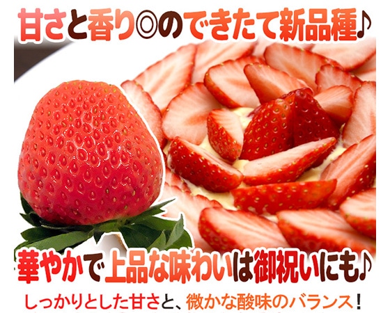 【送料無料】熊本県 ”ゆうべにいちご(熊紅いちご)” 秀品 2パック入り(1パック 7~13粒 約250g)×《1箱》【予約 11月下旬以降】