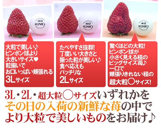 【送料無料】徳島産 ”紅ほっぺ” 大粒 2Lor3Lor大粒○ 約250g×4pc いちご【予約 12月~4月】