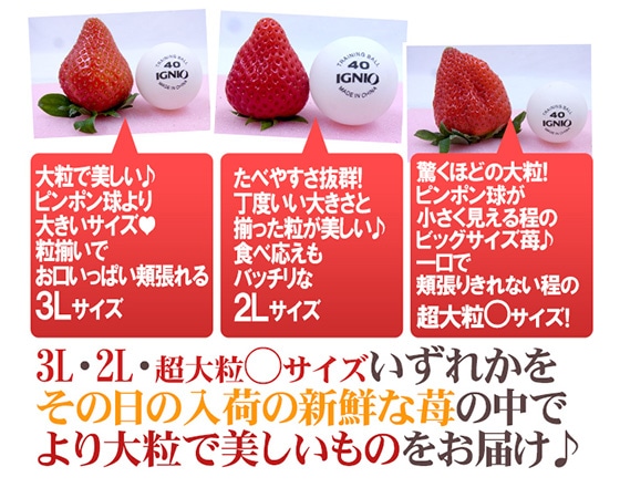 徳島県勝占産 ”夢いちご” 2Lor3Lor大粒○ 約250g×4pc【予約 12月~4月】