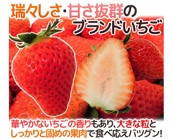 熊本県 ”ひのしずくいちご” 秀品 2パック入り(1パック 7~13粒 約300g)×《1箱》【予約 12月~3月】