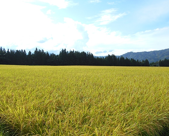 【令和二年産】生産者限定のお米 特別栽培米 新潟県魚沼産(津南町)コシヒカリ 5kg