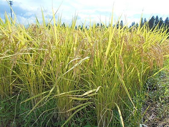 【令和二年産】新潟県産こしいぶき 2kg×2