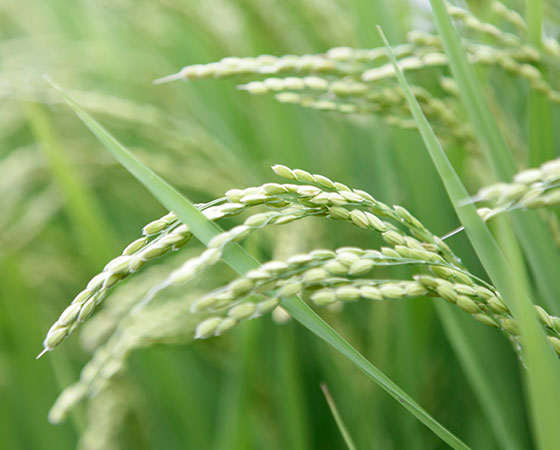 ライスミルク 150g 12本入り