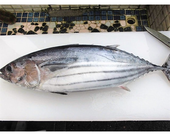 金華伊達かつおたたき 約1000g