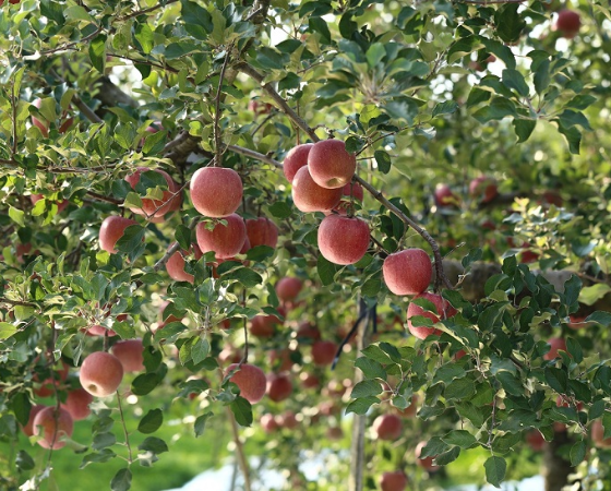 山形県産【ご家庭用】りんごセット赤、黄セット 3kg(7~14玉)