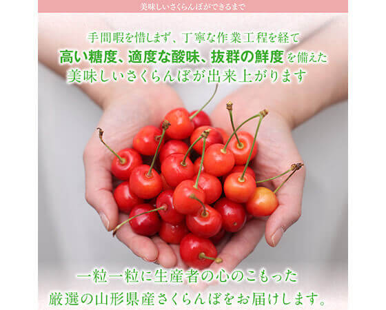 【予約】山形県産 さくらんぼ紅秀峰 約500g×1 ※出荷時期:6月中旬~7月上旬
