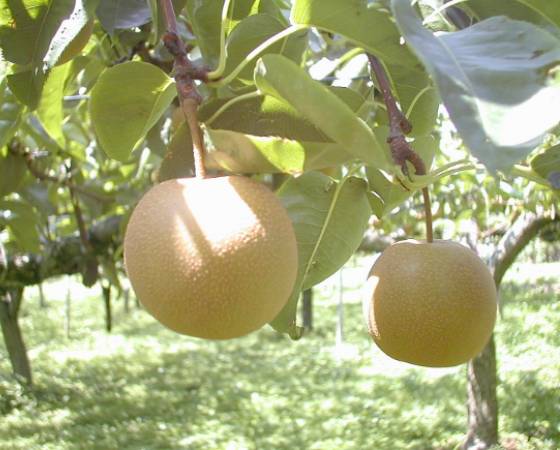 【予約】訳あり刈谷梨(品種指定なし) 約5kg(玉数指定なし) ご家庭用 ※出荷時期:8月下旬~10月上旬