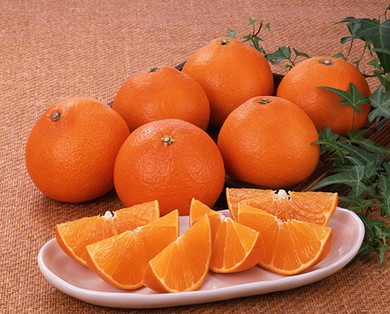 【予約】紅まどんな(愛媛県)1.7kg(8~10玉) お届け期間:12月上旬~中旬