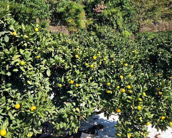 【予約】天下糖一 4.5kg ※出荷時期:1月下旬~2月中旬