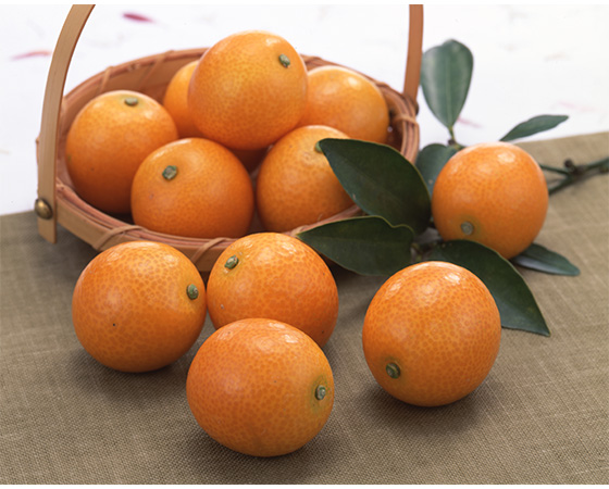 【予約】完熟きんかん「たまたま」1kg ※出荷時期:1月下旬~2月中旬