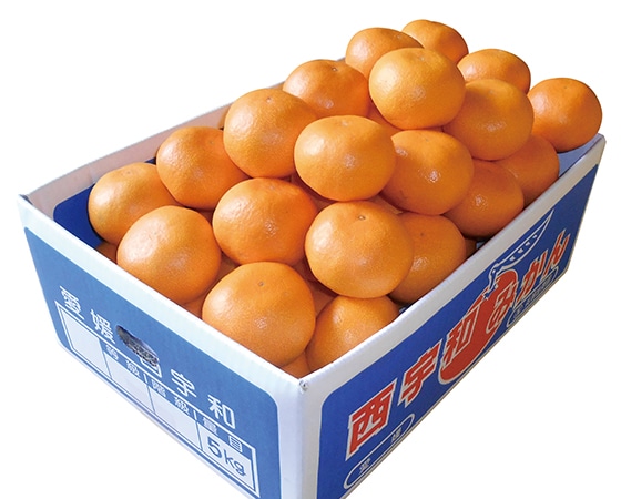温州みかん 約5㎏