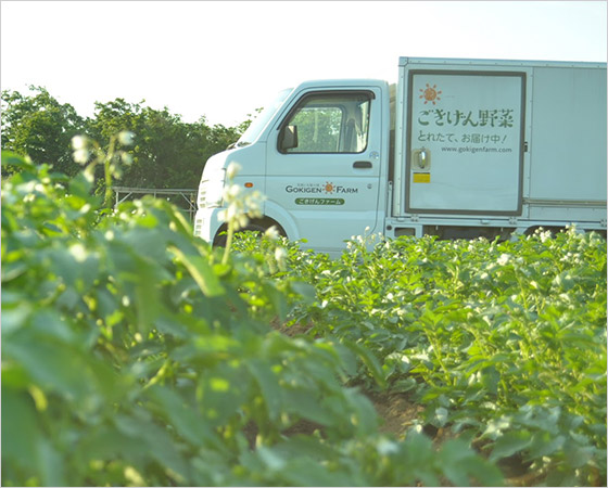 ごきげん野菜セット つくば市の空と大地の恵たっぷり