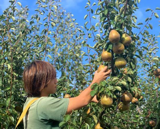 【予約】山形県産 ラ・フランス 家庭用 約2kg(5~8玉) ※出荷時期:12月上旬~12月下旬