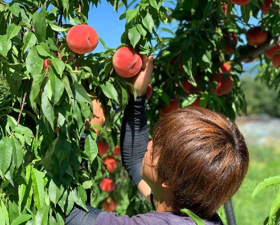 【予約】山形県産 桃 品種おまかせ 訳あり 約5kg ※出荷時期:8月中旬~10月上旬