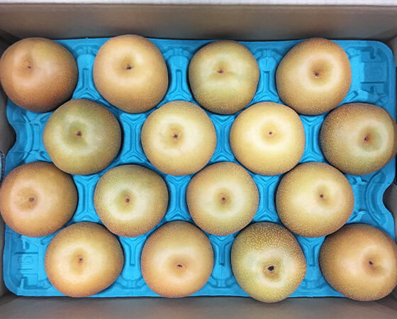 【予約】市場厳選 季節の梨 幸水梨 約5kg(14~22玉) ※出荷時期:9月~