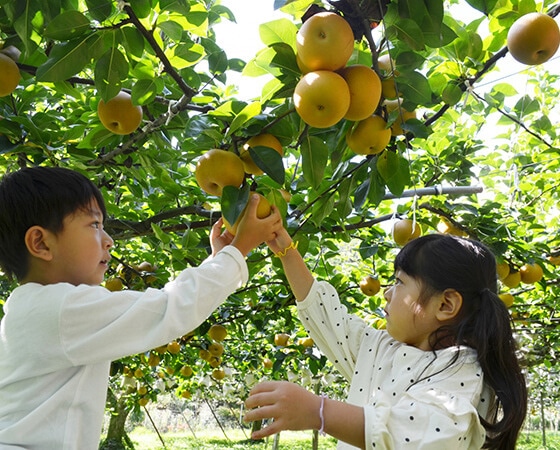 【予約】市場厳選 季節の梨 豊水梨 約5kg(14~15玉) 出荷時期:9月中旬~