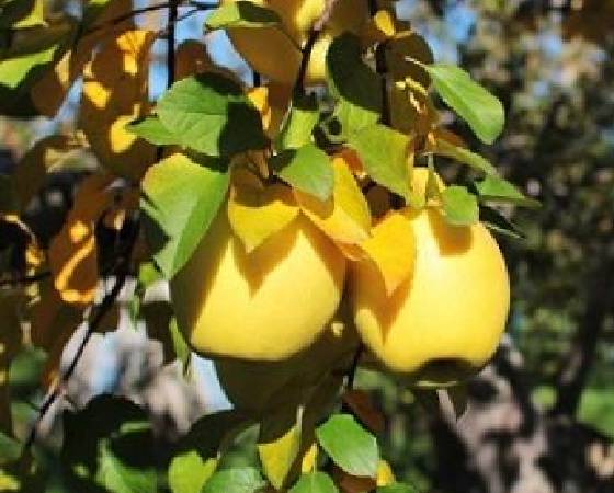 【予約】ぐんま名月 りんご・家庭用A(3kg・6~11玉)【いっちゃん林檎農園】