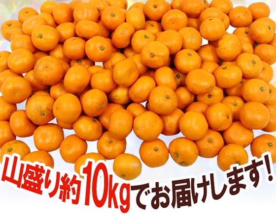 【送料無料】和歌山みかん 訳あり S~Mサイズ 約10kg【予約 11月末以降】
