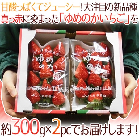 長崎産イチゴ ”ゆめのかいちご” 約300g×2pc 大粒1パック7~11粒前後【予約 12月~4月出荷】