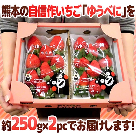 【送料無料】熊本県 ”ゆうべにいちご(熊紅いちご)” 秀品 2パック入り(1パック 7~13粒 約250g)×《1箱》【予約 11月下旬以降】