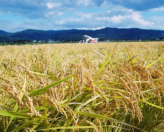【令和二年産】特別栽培米 朱鷺と暮らす郷 新潟県佐渡産コシヒカリ 2kg×2