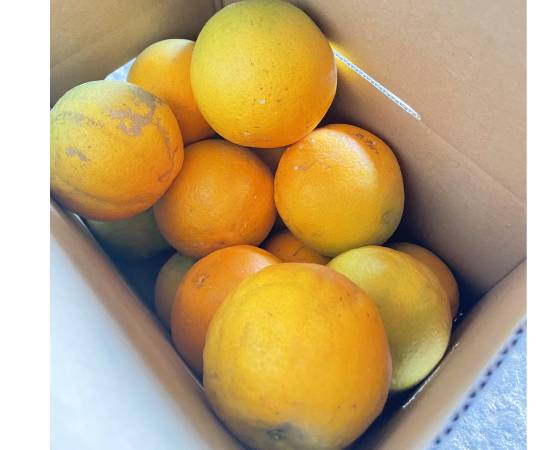 希少な国産バレンシアオレンジ 2.5kg(15~17個前後) 【みかんのみっちゃん農園】